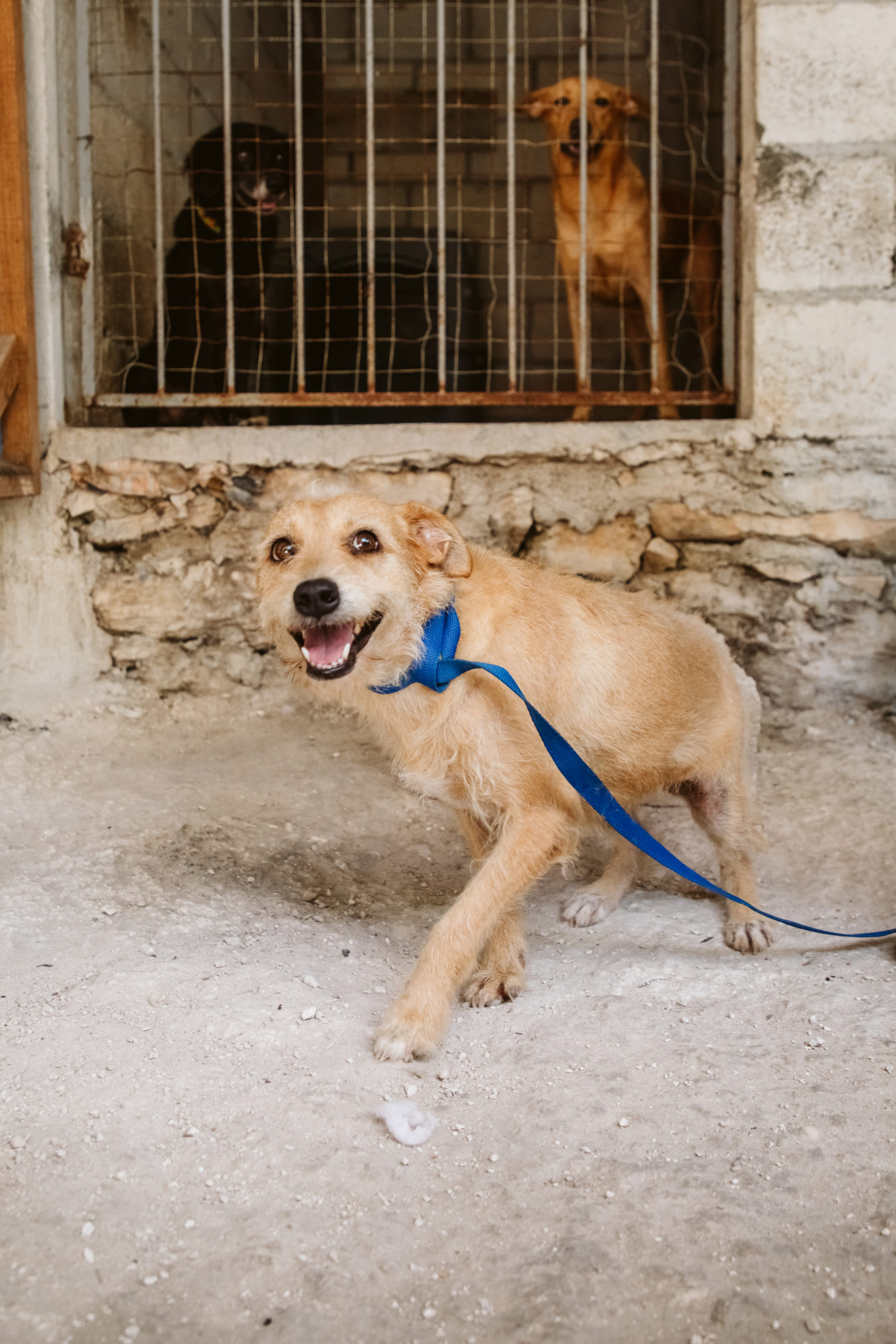 Adopting a dog from Cozumel if you live abroad! - Refugios de Rescate ...