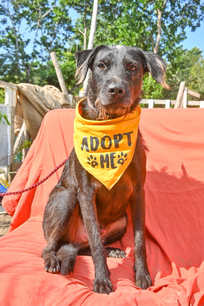 Marcos, Male, 4 years